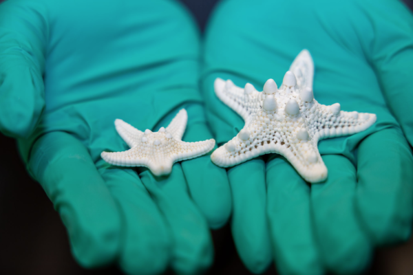 Li holds the skeletons of two differently sized sea stars, both showing the calcium carbonate skeleton.