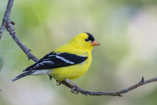 American goldfinch.