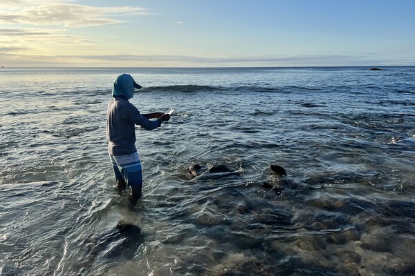 Arnav Lal collects water at Playa Baquerizo on San Cristóbal Island as a sea lion watches.