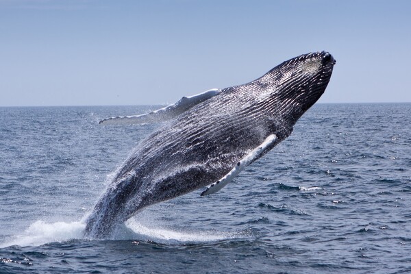A humpback whale breaching.