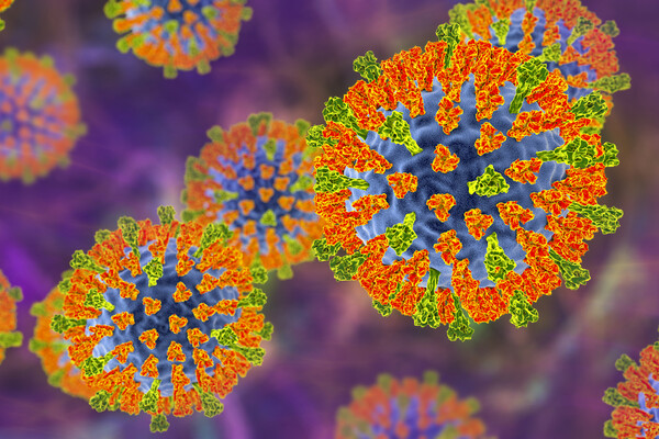 Microscopic view of the measles virus.
