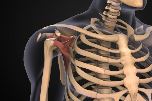 Anatomy of the skeletal system and rotator cuff.