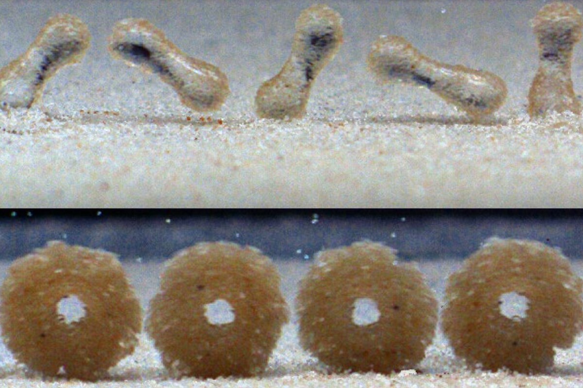 High-speed images of raindrops rolling on a sandy slope, forming peanut-shaped sandballs (top) and donut-shaped sandballs with hollow centers (bottom).