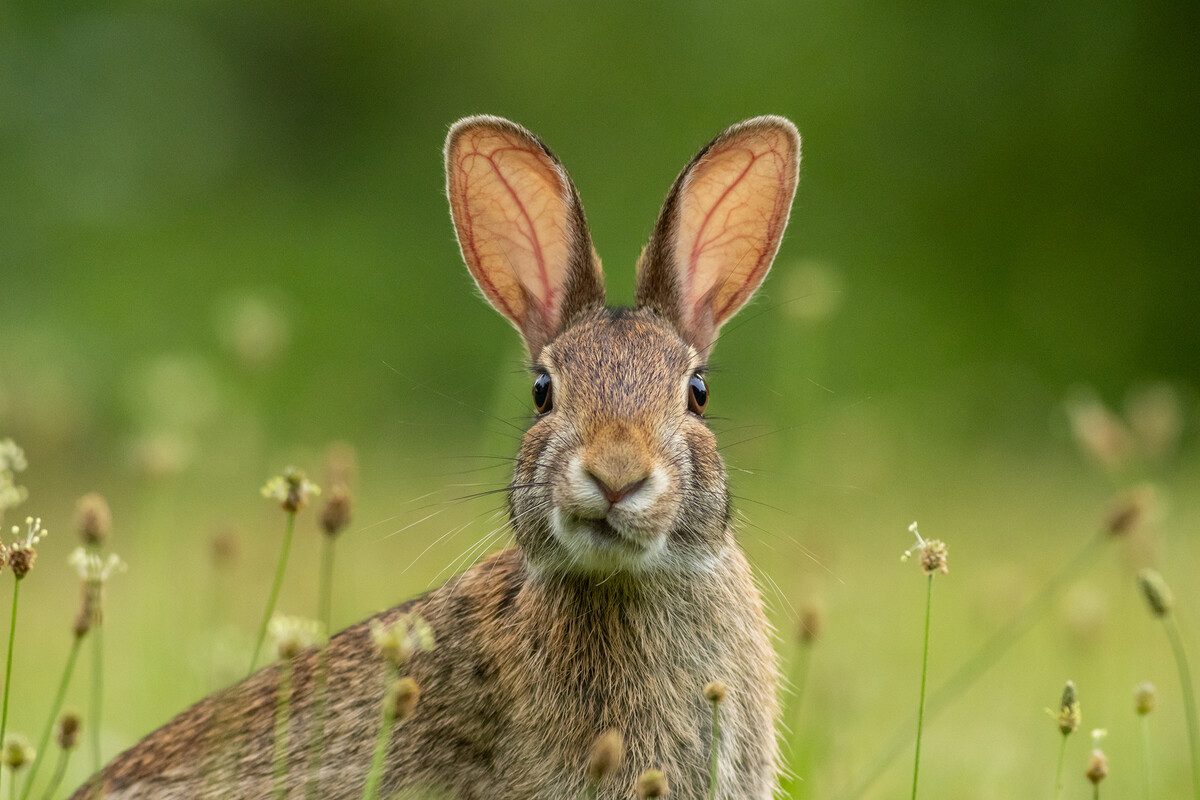 An Eastern cottontail rabbit.