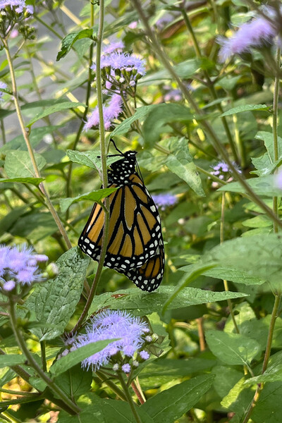 monarch butterfly on a plant